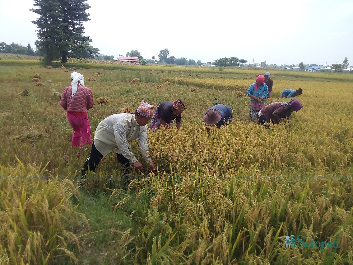 आजका तस्बिरहरू- जेठ २८