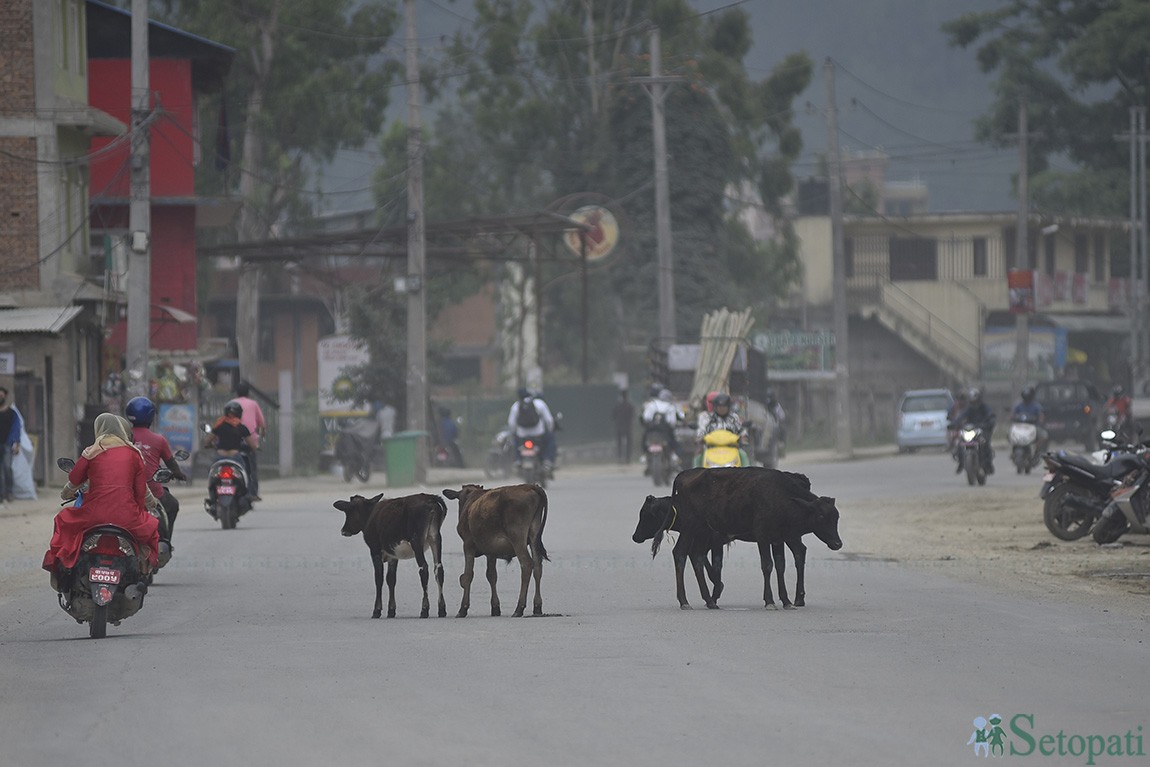 सडका छाडा छाडिएका पशुहरू। तस्बिरः नारायण महर्जन