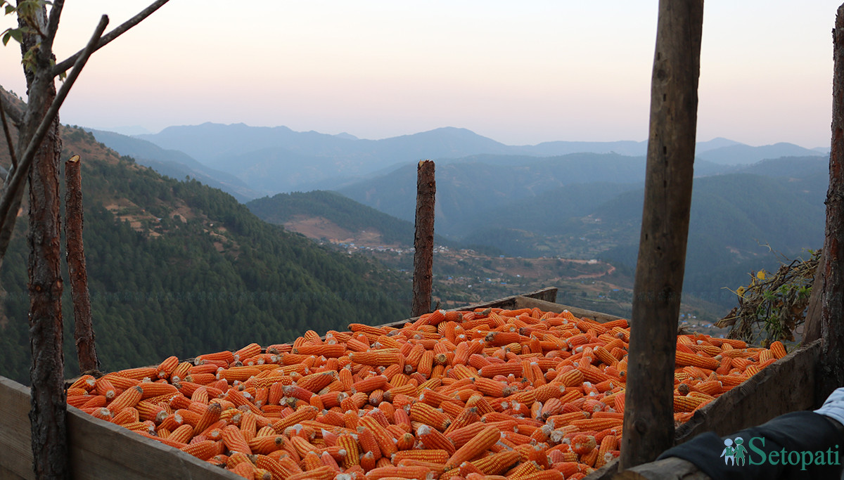 आजका तस्बिरहरूः कात्तिक ६