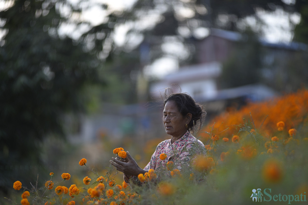 आजका तस्बिरहरू कात्तिक १९