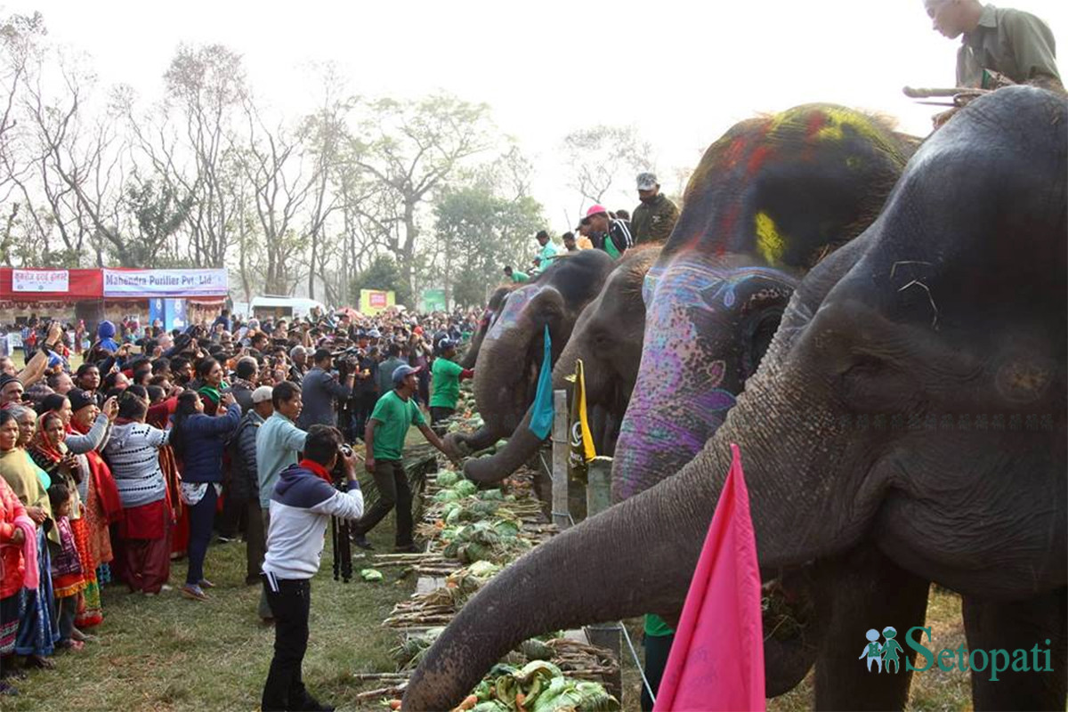 चितवनको सौराहामा जारी ‘पन्ध्रौँ चितवन हात्ती महोत्सव’ अन्तर्गत बिहीबार हात्तीलाई मनपर्ने परिकार दिएर वनभोजको खुवाइदैं । तस्बिरः निशा भण्डारी