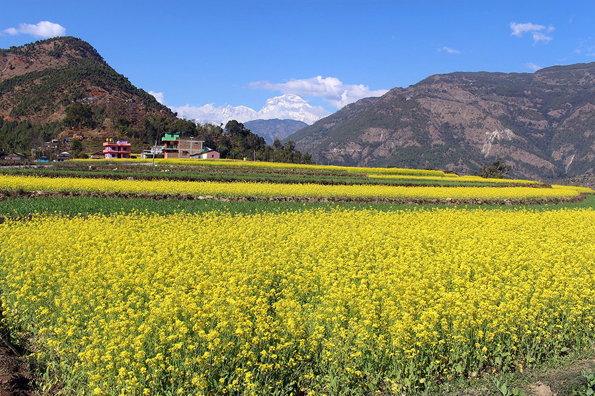 आजका तस्बिरहरू माघ ११