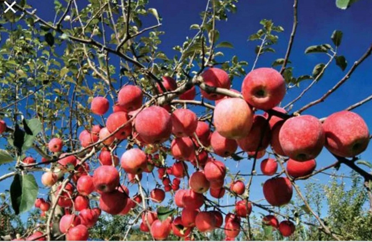 प्रतीकात्मक तस्बिर
