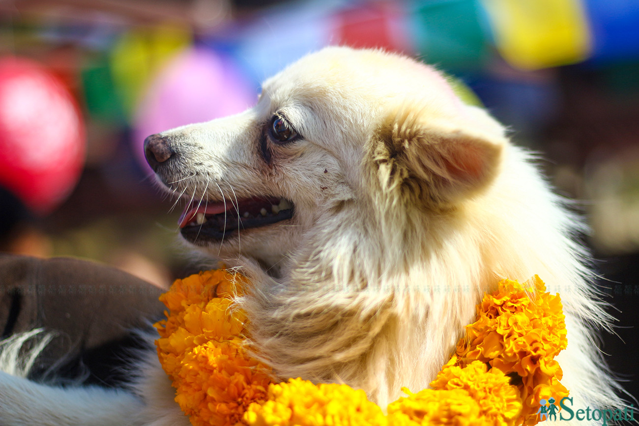 तस्बिरः निशा भण्डारी/सेतोपाटी