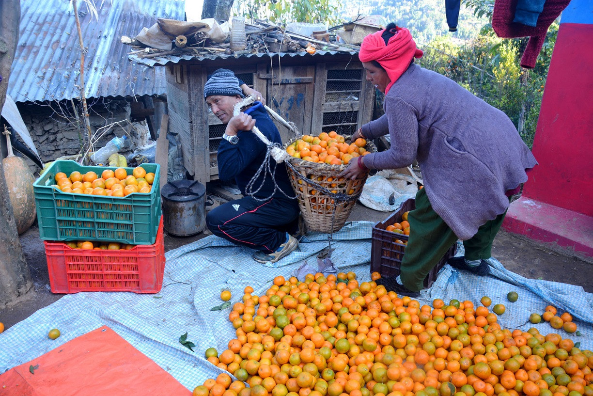 आजका तस्बिरहरू पुस ६