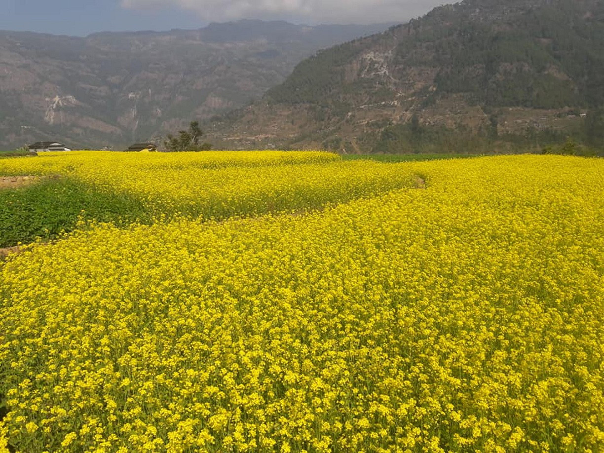 आजका तस्बिरहरू माघ १४