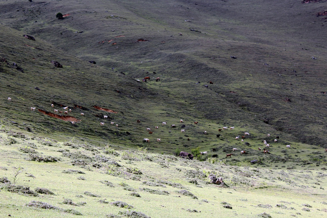 आजका तस्बिरहरू असार १