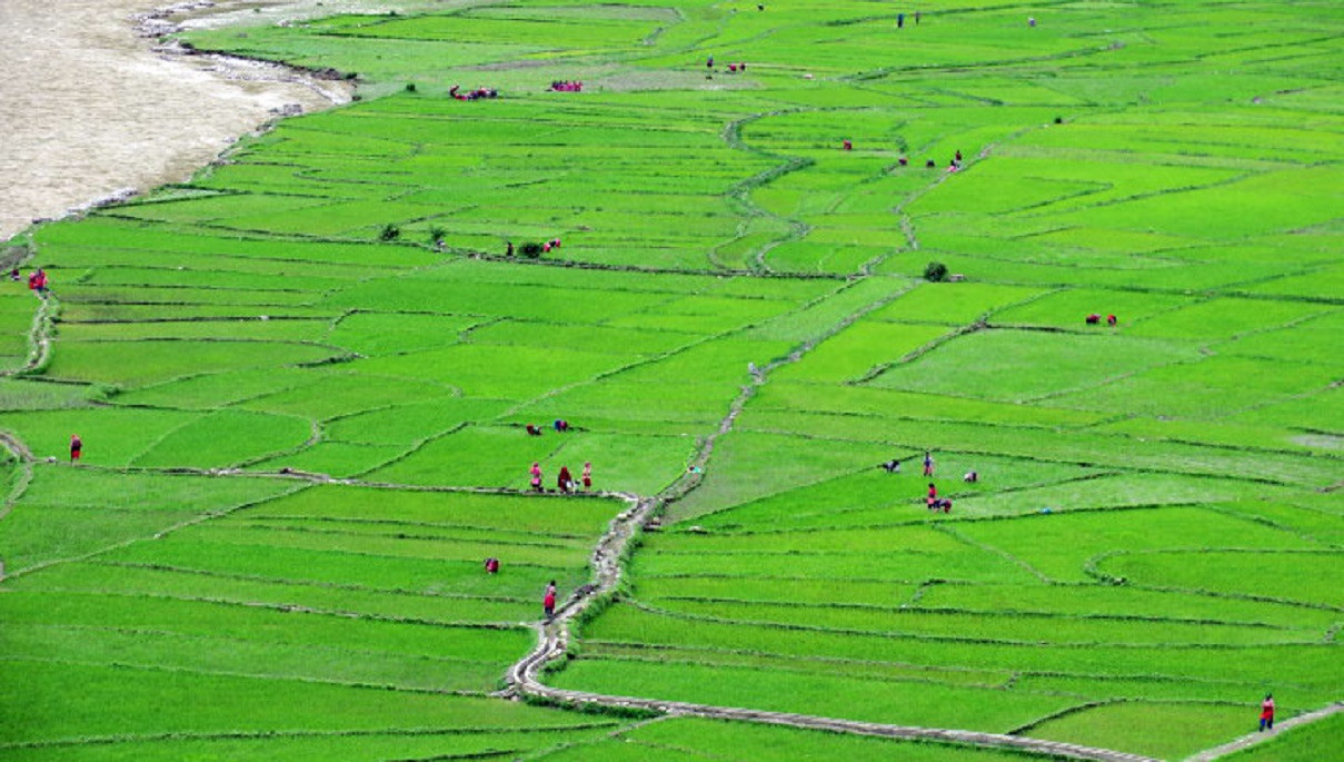 आजका तस्बिरहरू असार २१