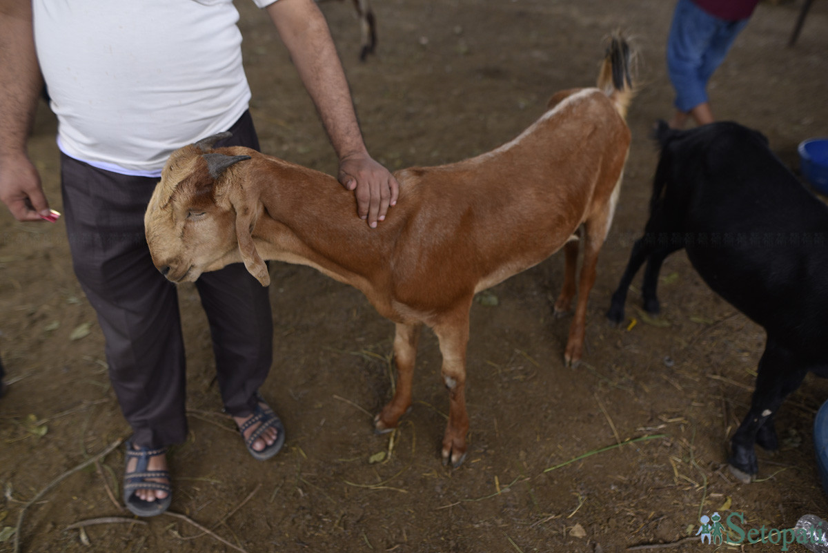 आजका तस्बिरहरू साउन १६