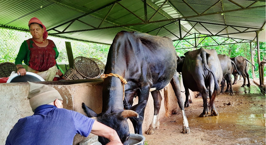 स्थानीय कृषकको भैंसी फार्म।