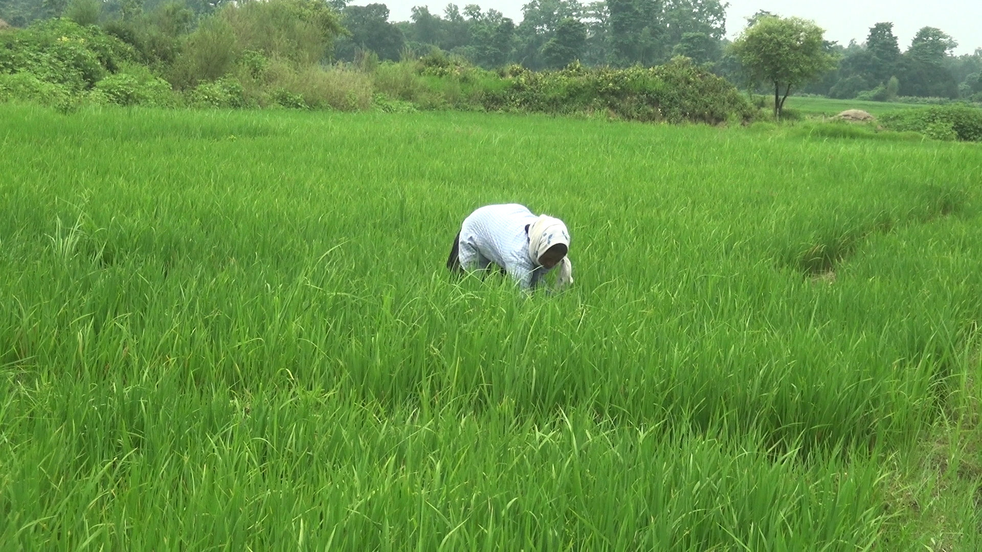 तस्बिर: सविता बुढा/सेतोपाटी