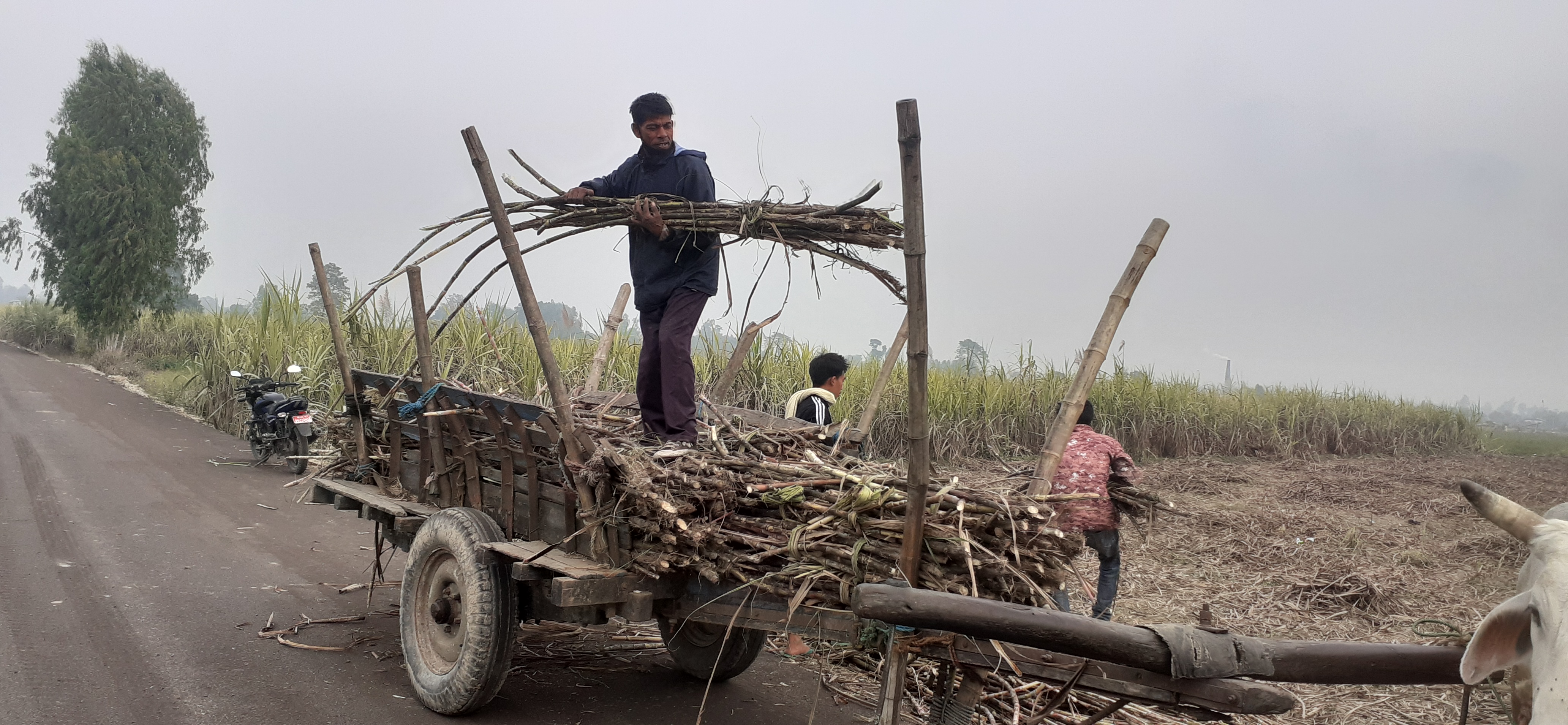 टायरगाडामा उखु लोड गरिँदै। हरिवन नगरपालिकामा उखुको राम्रो खेती हुन्छ। तस्बिर: रोहित महतो/सेतोपाटी