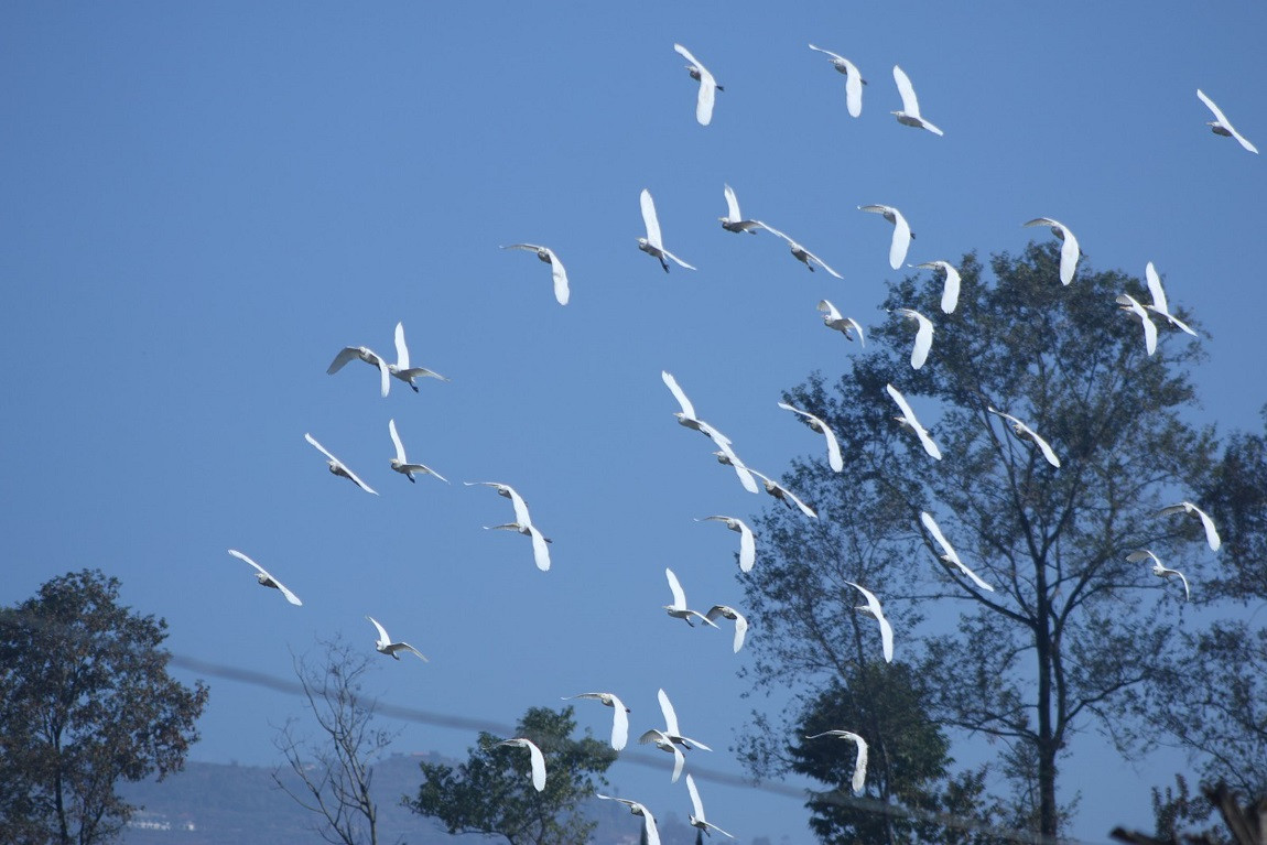 आजका तस्बिर पुस १७