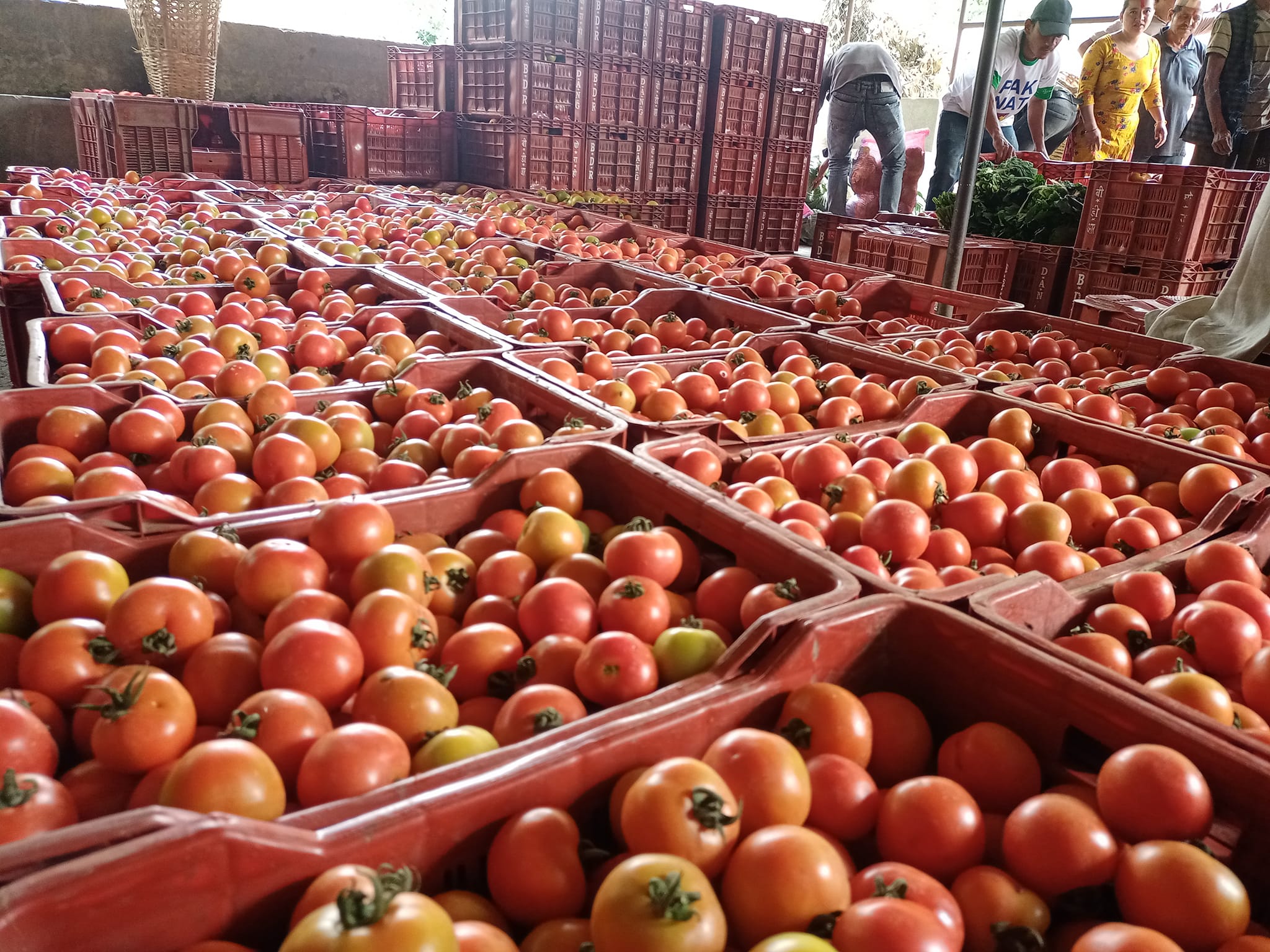 तस्बिर: पार्वती बस्नेत।