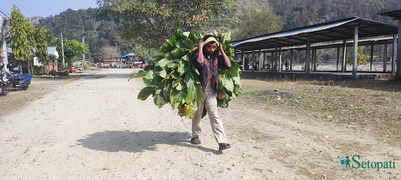 आजका तस्बिरहरू- फागुन १५