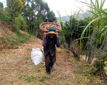 रूकुमपश्चिमको त्रिवेणी- ४ का नरे खड्का ढोकामा अदुवा भित्र्याउँदै।