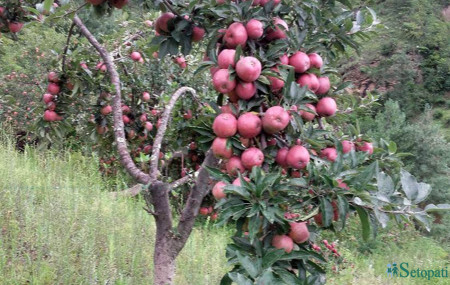 फाइल