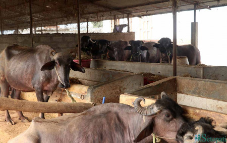 फाइल तस्बिर