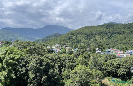 पोखराको १३५ रोपनी लिची बगैंचा हडप्न मन्त्री–बिचौलिया 'घुस डिल'
