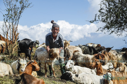 गुरूङ समुदायको पहिचान बोकेको भेडीगोठ संस्कृति र संघर्ष (तस्बिरहरू)