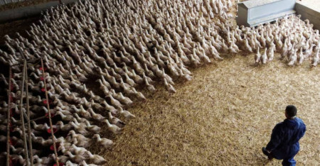 मान्छे-मान्छेमा सर्ने गरी रूपान्तरित भए कोभिडभन्दा घातक विश्वव्यापी महामारी बन्न सक्छ बर्डफ्लू