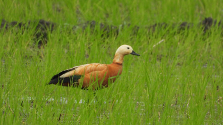 चितवनको दिव्यनगर फाँटमा देखिएको एक्लो चखेवा। तस्बिरः राजेश घिमिरे/सेतोपाटी