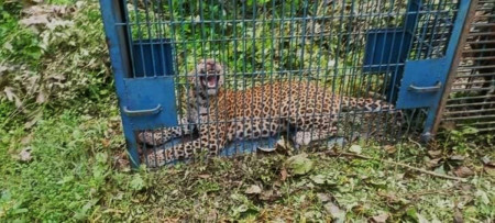 प्रतीकात्मक तस्बिर