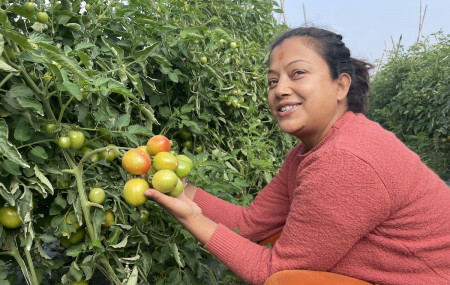 बारीमा फलाएका गोलभेँडा देखाउँदै धनु। तस्बिर : राजेश घिमिरे/सेतोपाटी