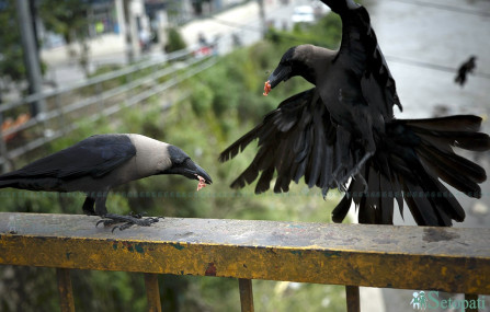 फाइल तस्बिर।