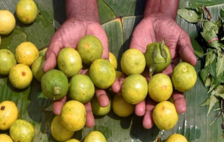 फाइल तस्बिर।