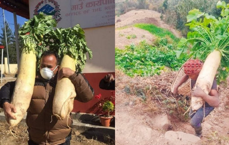 दोलखामा १४ किलोका मुला फलाउने किसान पदमबहादुर तामाङ (बायाँ) र त्यही मुला बोकेर उक्लिँदै गरेका उनका भतिज। तस्बिर सौजन्यः पदमबहादुर तामाङ