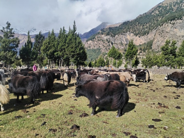 तस्बिर सौजन्यः सन्दीप गुरूङ
