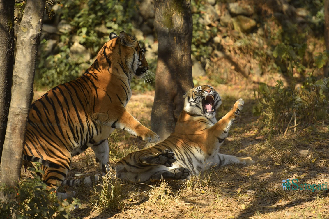 आजका तस्बिरहरू- मंसिर २०