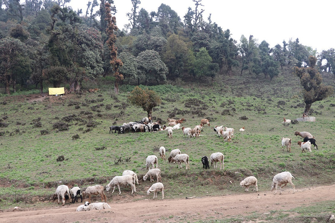 आजका तस्बिर- वैशाख ६