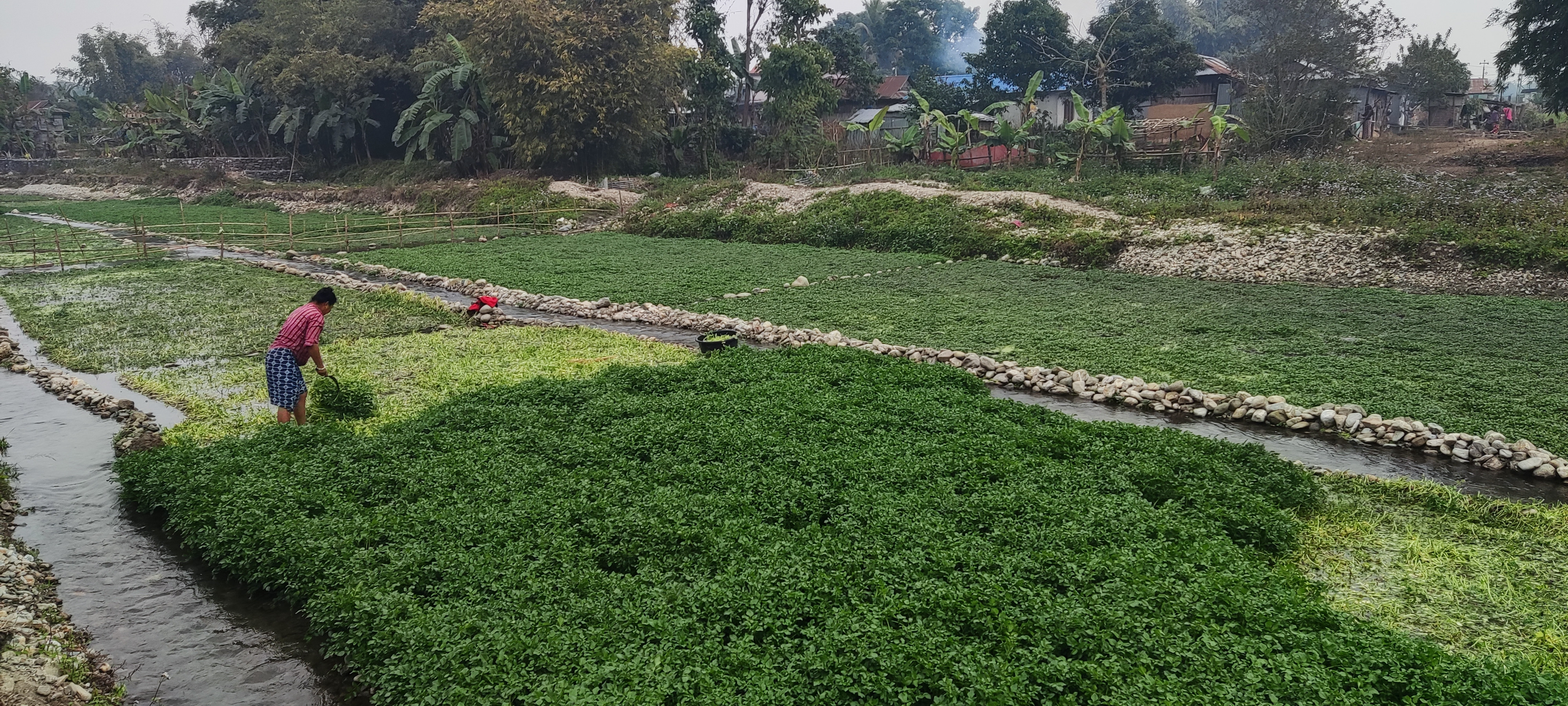 आजका तस्बिरहरू- माघ ९