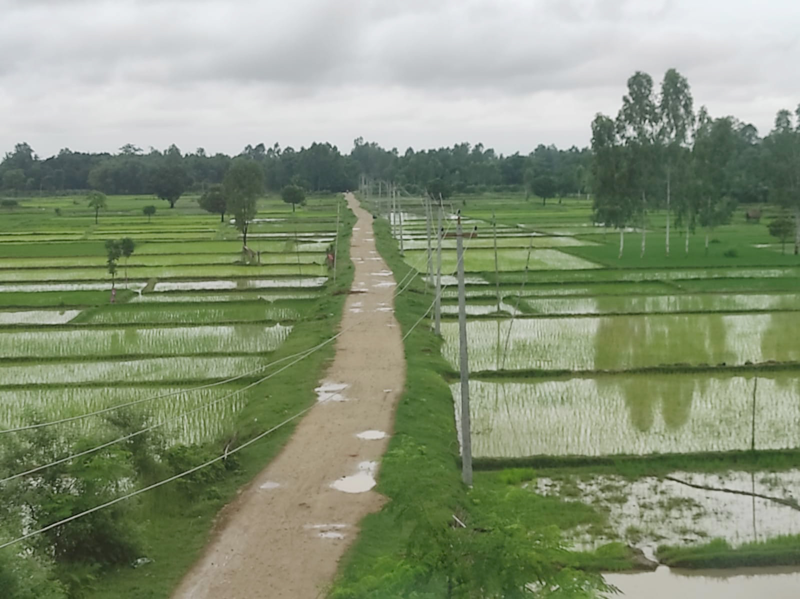 आजका तस्बिर- असार ३१