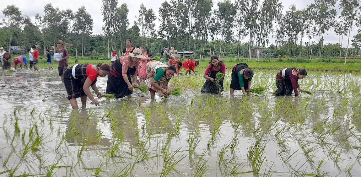 आजका तस्बिर- असार १७