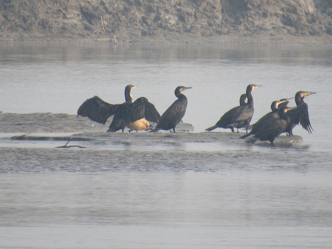 आजका तस्बिर- फागुन २२