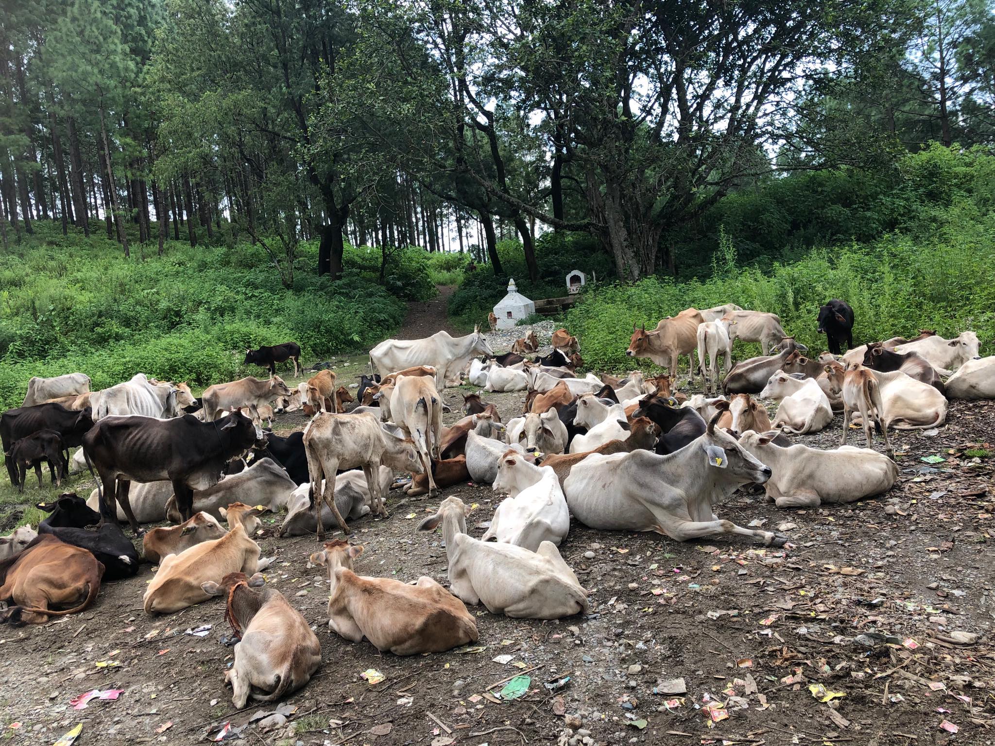 सुर्खेतको कटकुवा जंगलमा अलपत्र अवस्थामा छाडिएका गाई-गोरू। फाइल तस्वीरःदिपकजंग शाही