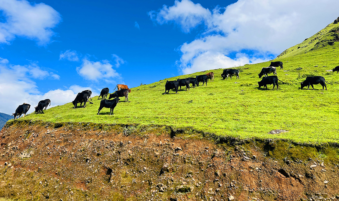 आजका तस्बिर- भदौ ७