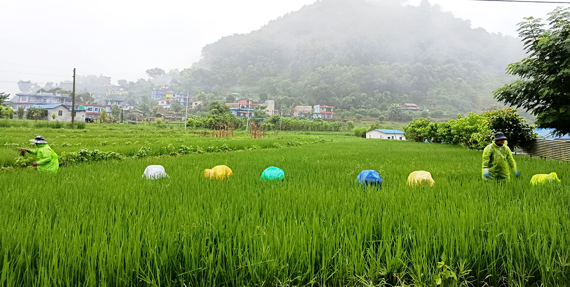 आजका तस्बिर- साउन २९