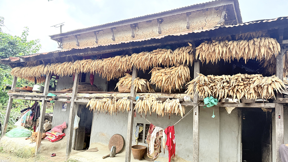 आजका तस्बिर- भदौ ९