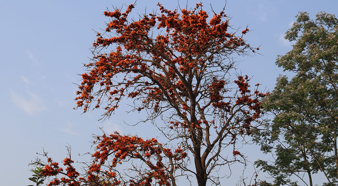 आजका तस्बिर- चैत ९