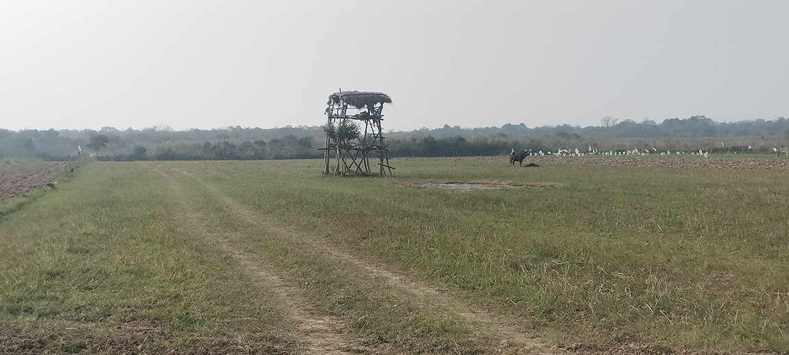 आजका तस्बिर- फागुन १७