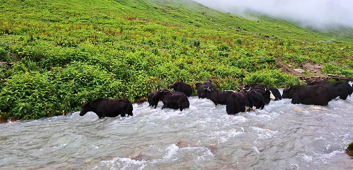 आजका तस्बिर- साउन २५