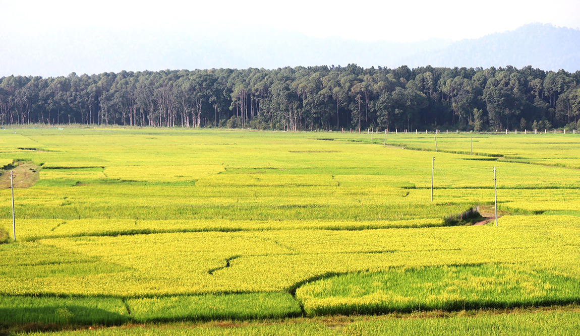 आजका तस्बिर- असोज ८
