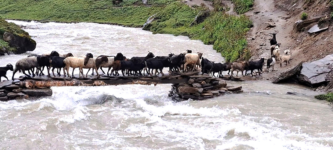 आजका तस्बिर- साउन २४