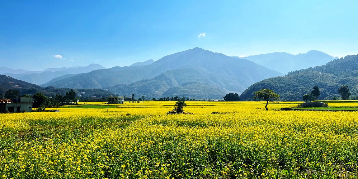 आजका तस्बिर: मंसिर ६