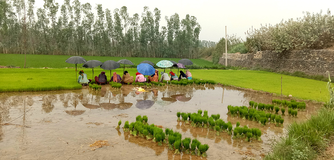 आजका तस्बिर- चैत २८