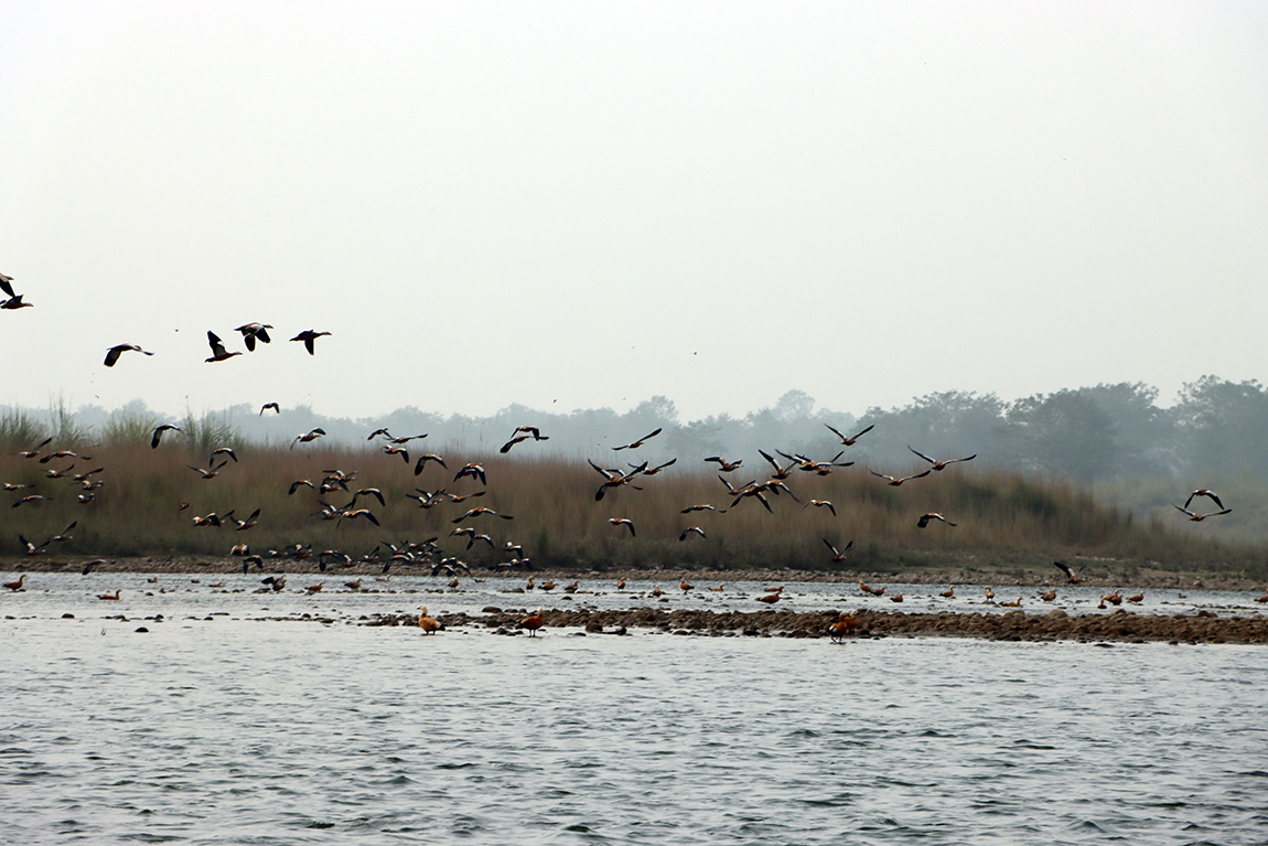 आजका तस्बिर- मंसिर २